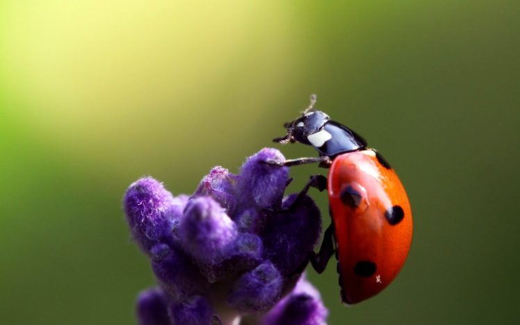nature, Flowers, Insects, Macro, Ladybirds HD Wallpaper Desktop Background