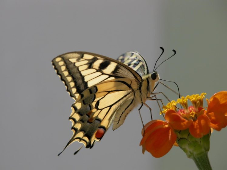 butterflies HD Wallpaper Desktop Background