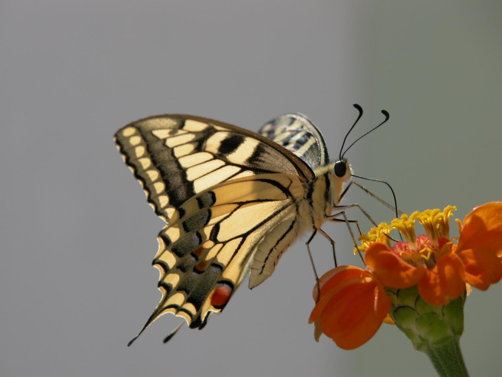 butterflies Wallpaper