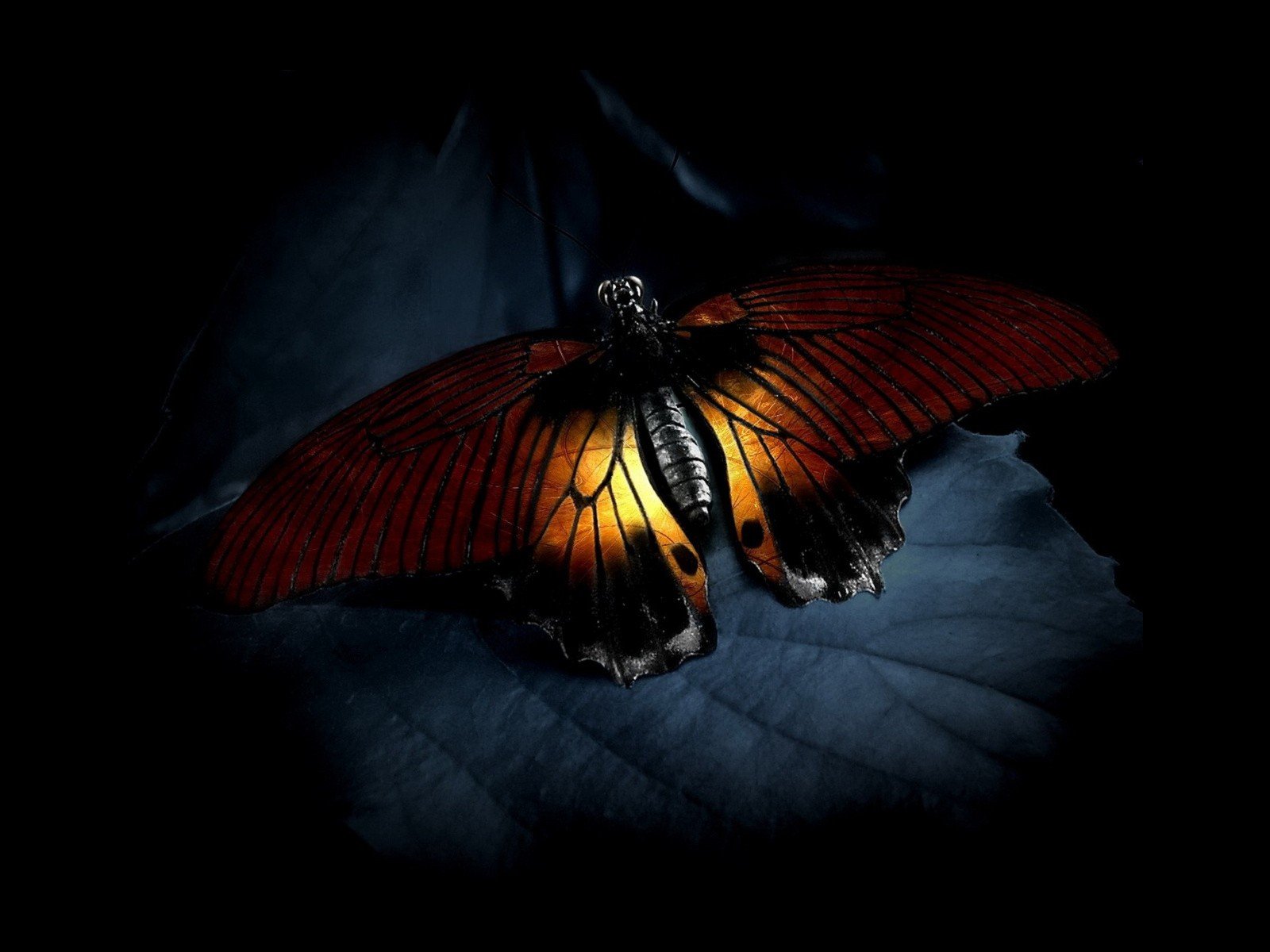 butterflies Wallpaper