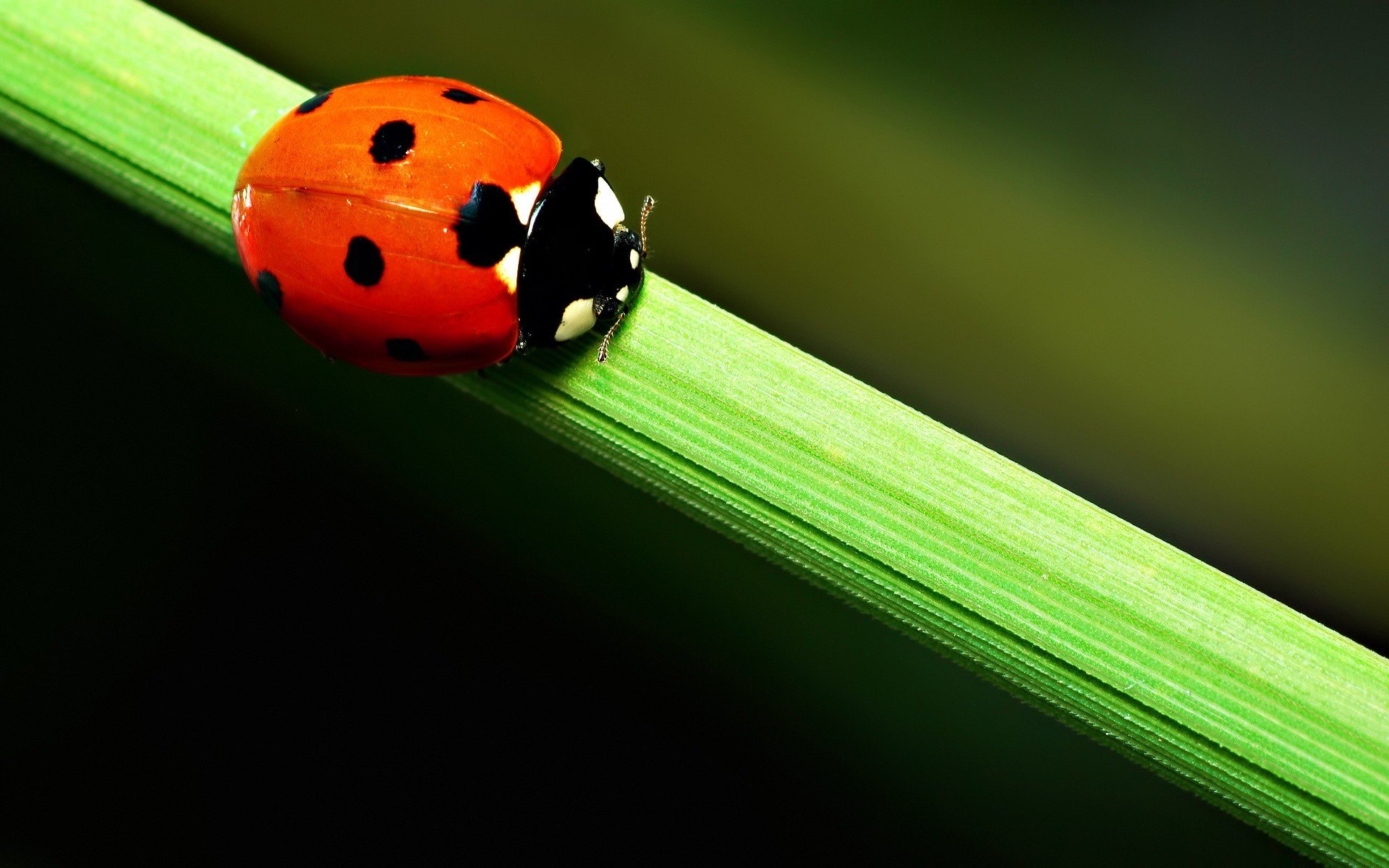 nature Wallpaper