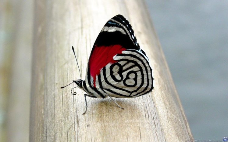 animals, Insects, Butterflies HD Wallpaper Desktop Background