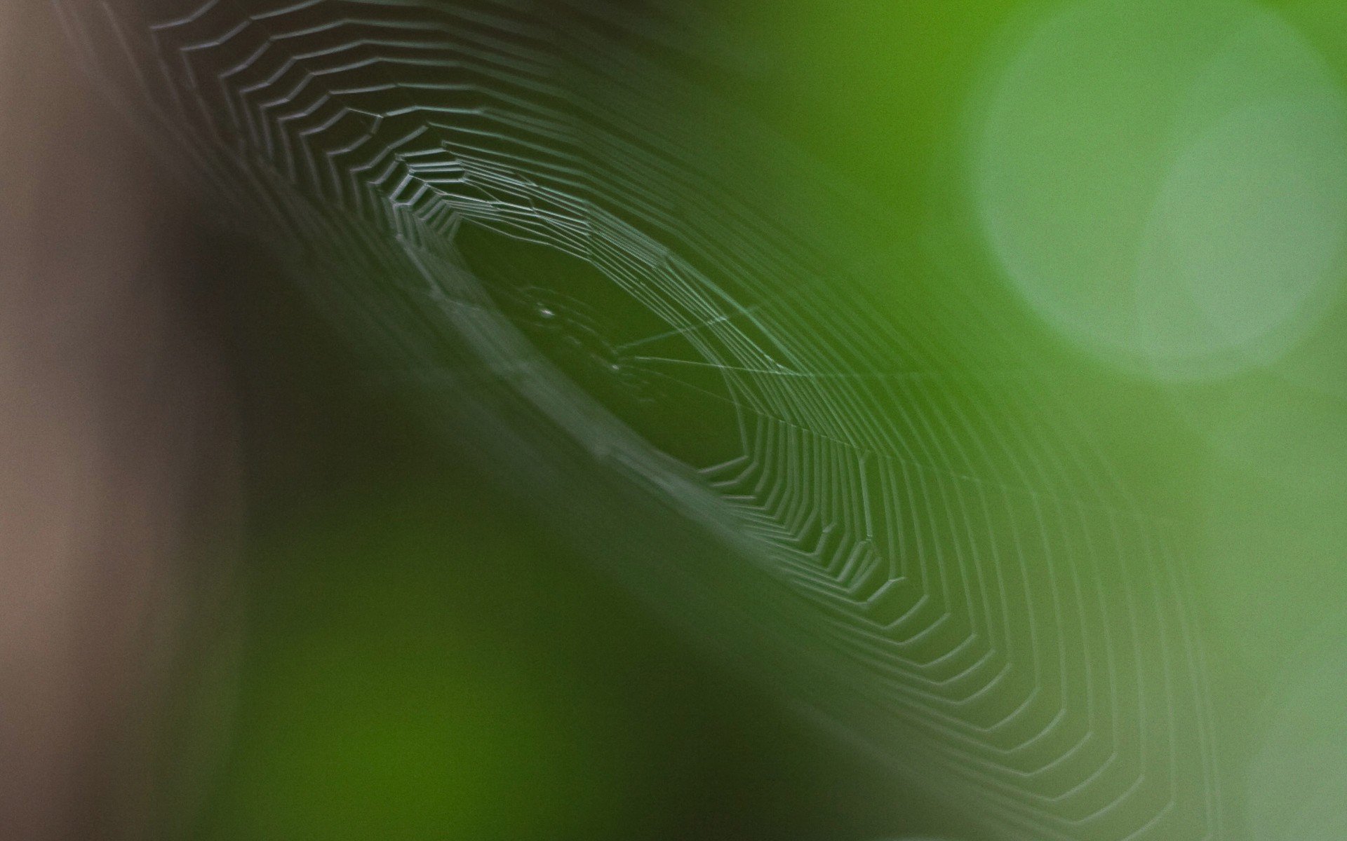 nature, Spider, Webs Wallpaper