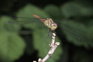 insects, Dragonfly