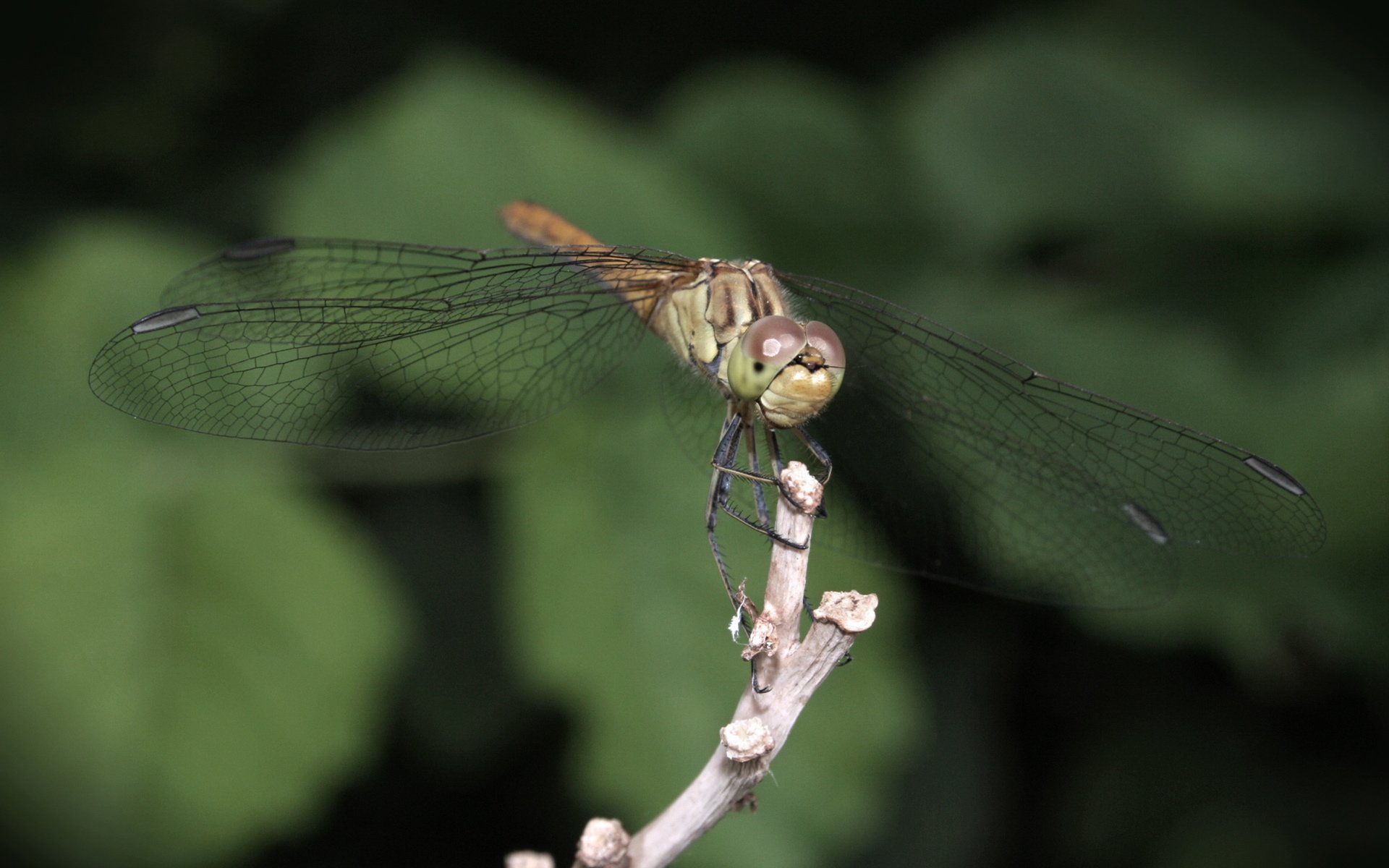 insects, Dragonfly Wallpaper