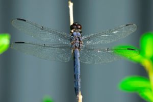 insects, Dragonflies