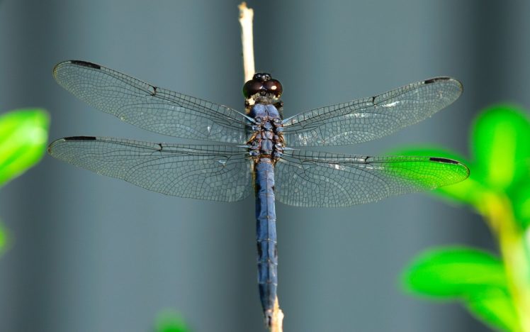 insects, Dragonflies HD Wallpaper Desktop Background