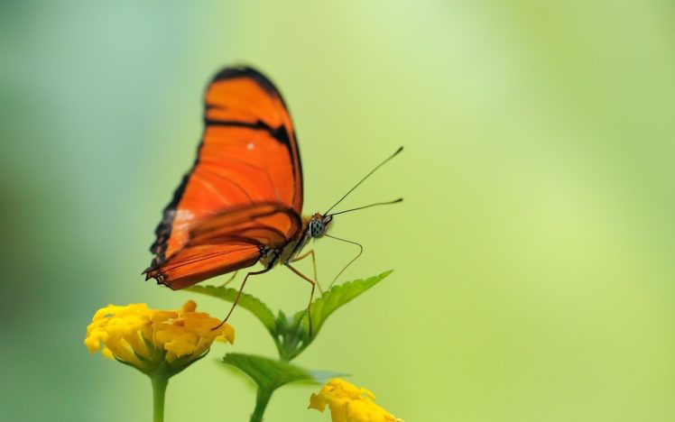 nature, Butterflies HD Wallpaper Desktop Background