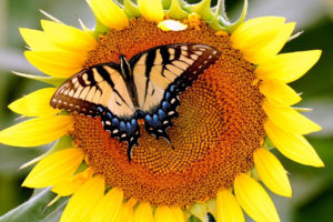 butterfly, Sunflowers, Flower, Wings, Nature