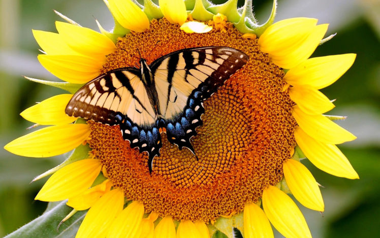butterfly, Sunflowers, Flower, Wings, Nature HD Wallpaper Desktop Background
