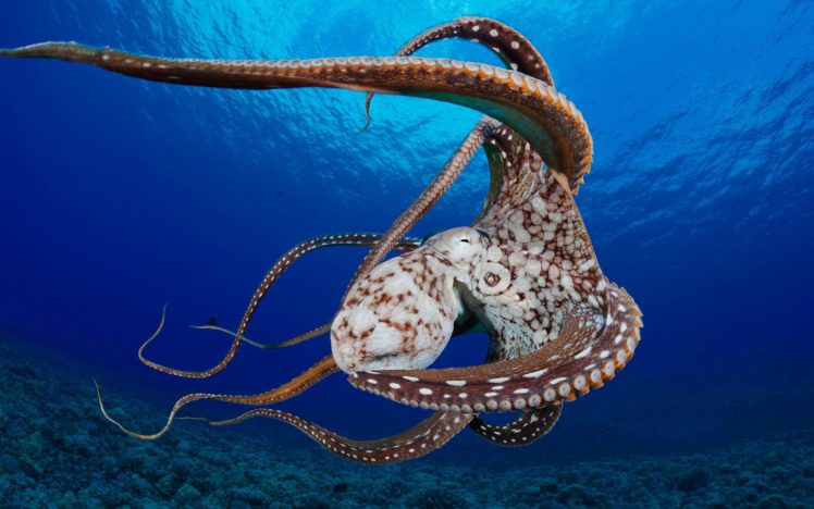 octopus, Ocean, Shellfish, Corals HD Wallpaper Desktop Background