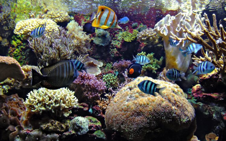 underwater, Ocean, Sea, Tropical, Reef, Coral HD Wallpaper Desktop Background