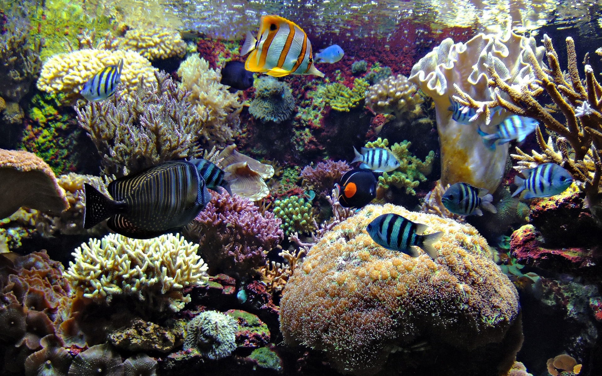 underwater, Ocean, Sea, Tropical, Reef, Coral Wallpaper