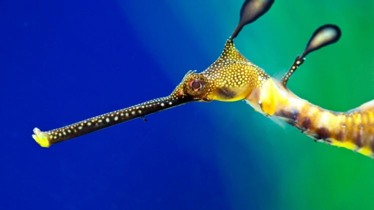 seahorse, Underwater, Ocean, Sea HD Wallpaper Desktop Background