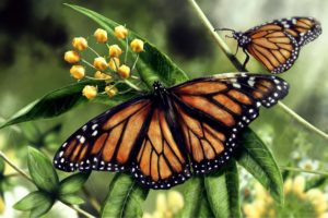 butterflies, Insects, Two, Animals, Butterfly