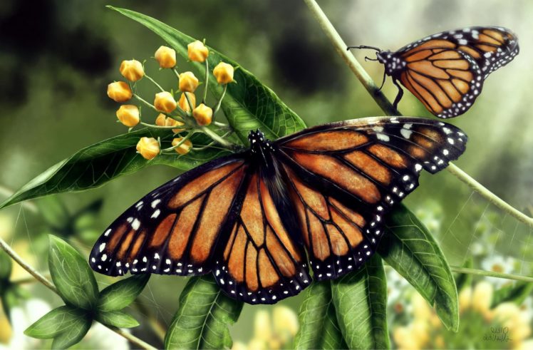 butterflies, Insects, Two, Animals, Butterfly HD Wallpaper Desktop Background
