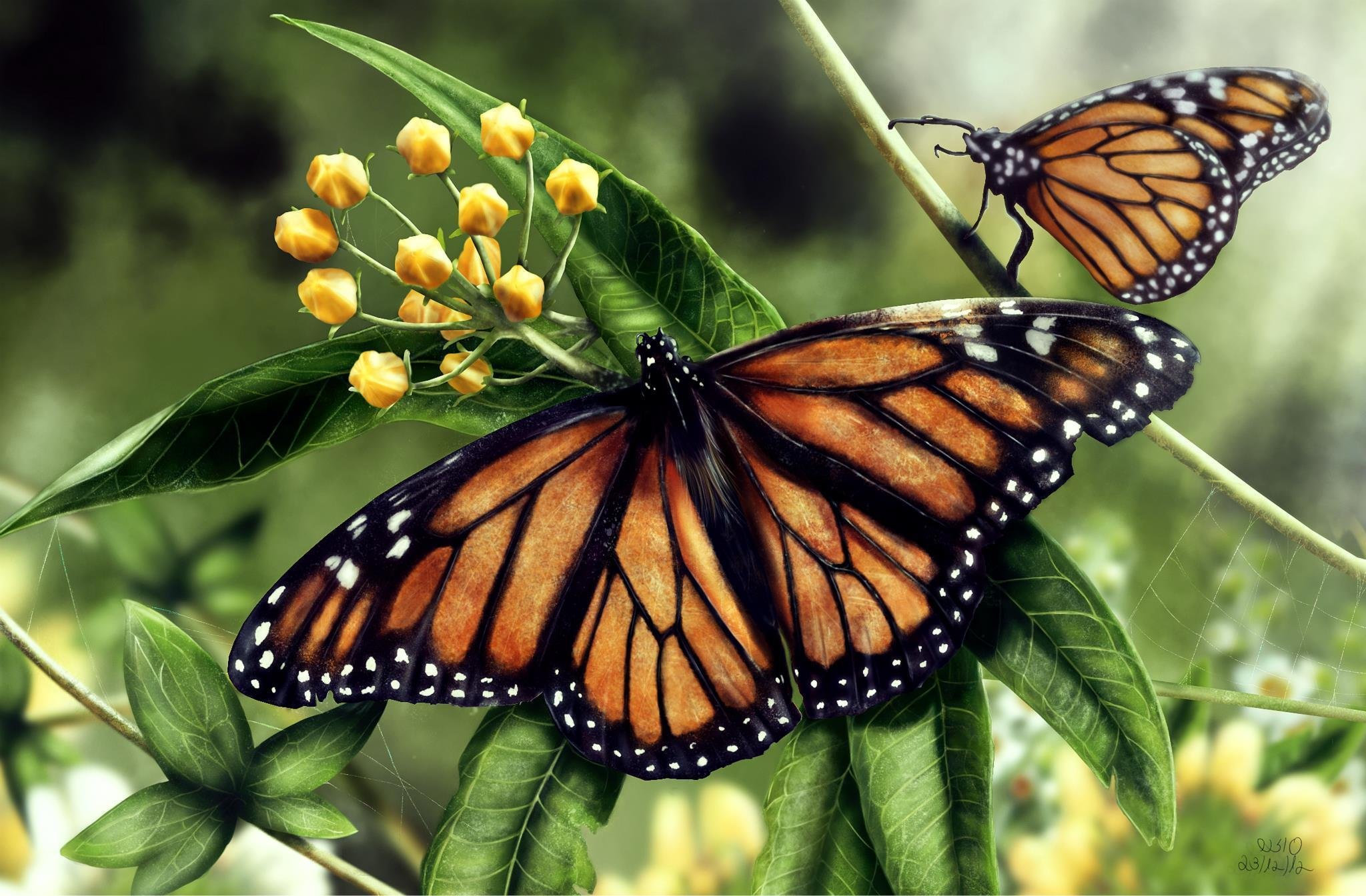 butterflies, Insects, Two, Animals, Butterfly Wallpaper