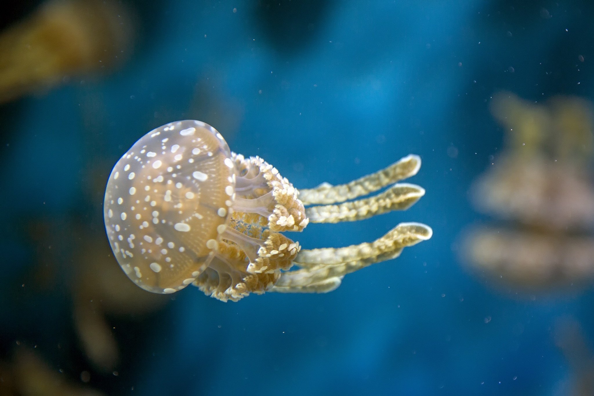 jellyfish, Underwater, Water, Macro Wallpaper