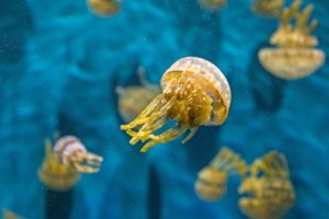 jellyfish, Underwater, Water, Macro