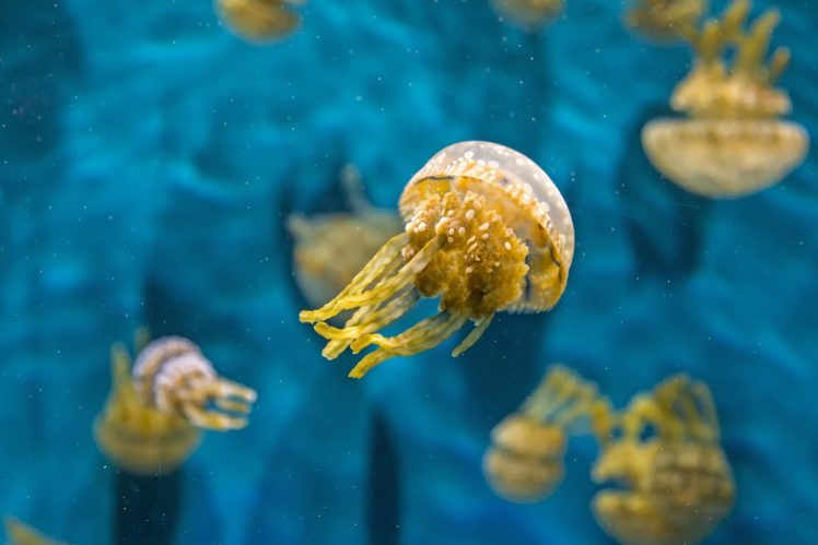 jellyfish, Underwater, Water, Macro HD Wallpaper Desktop Background