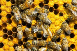 honeycomb, Bees