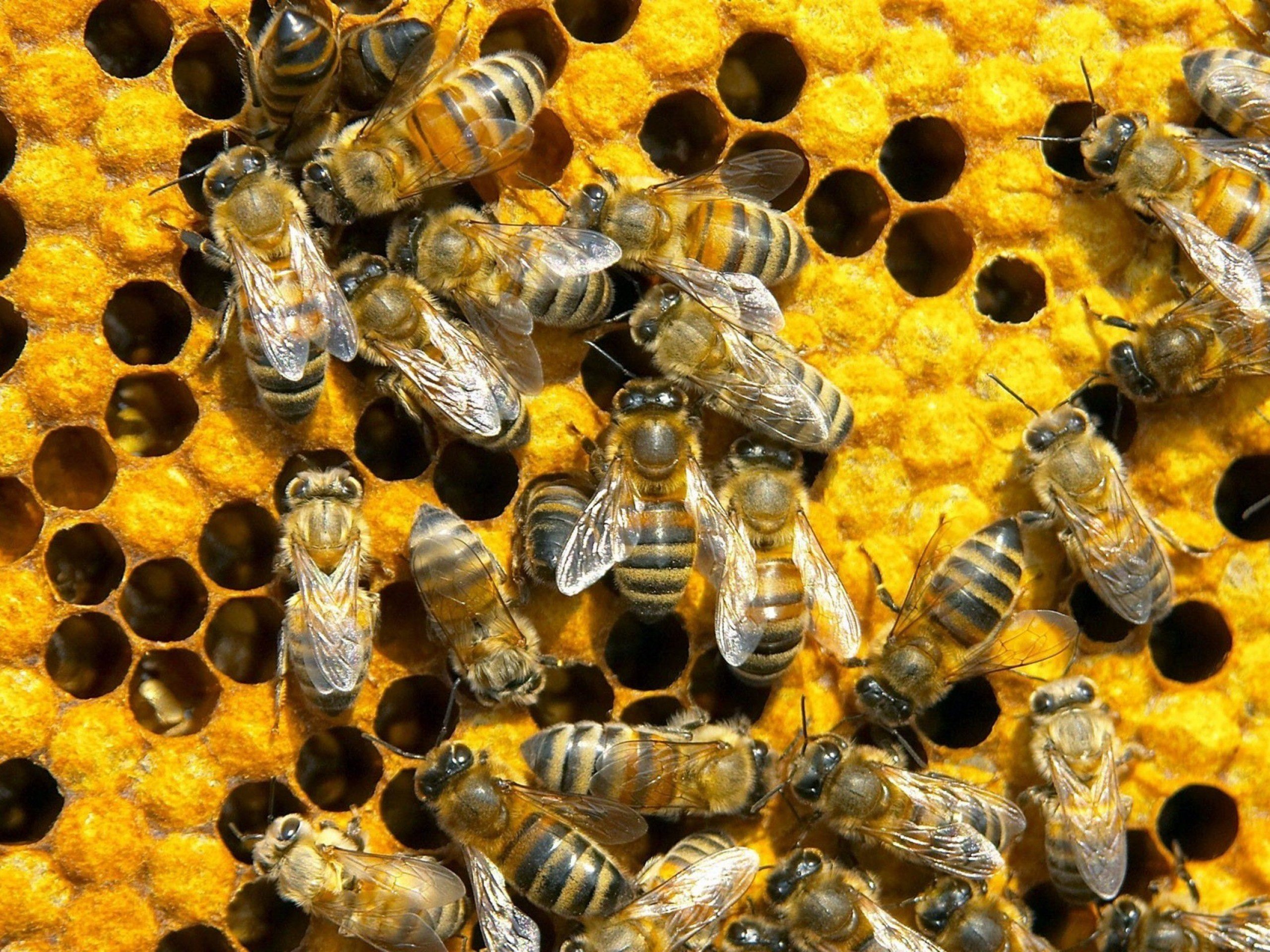 honeycomb, Bees Wallpaper