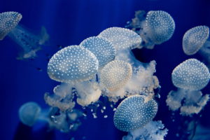 underwater, Jellyfish, Ocean, Sea