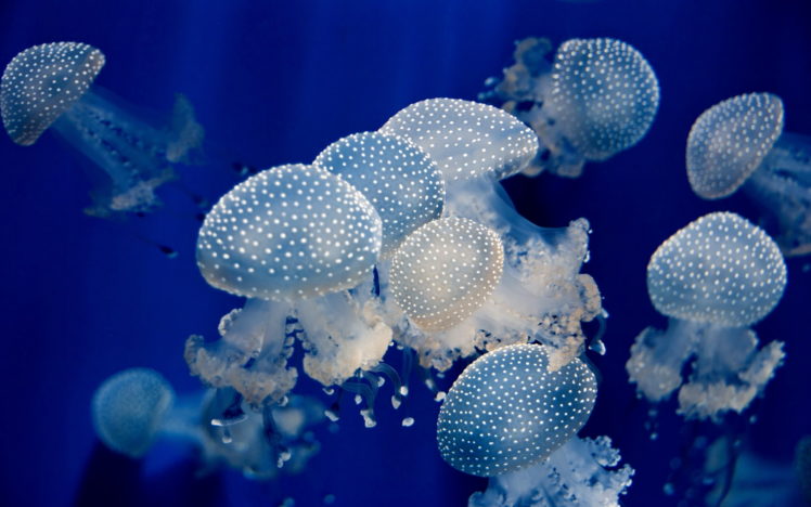 underwater, Jellyfish, Ocean, Sea HD Wallpaper Desktop Background