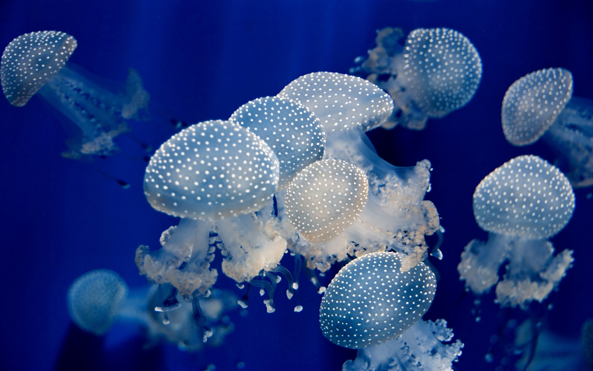underwater, Jellyfish, Ocean, Sea Wallpaper
