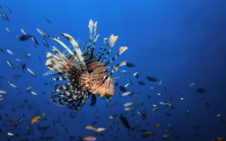 underwater, World, Fish, Lionfish, Animals HD Wallpaper Desktop Background