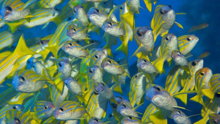underwater, Fish HD Wallpaper Desktop Background