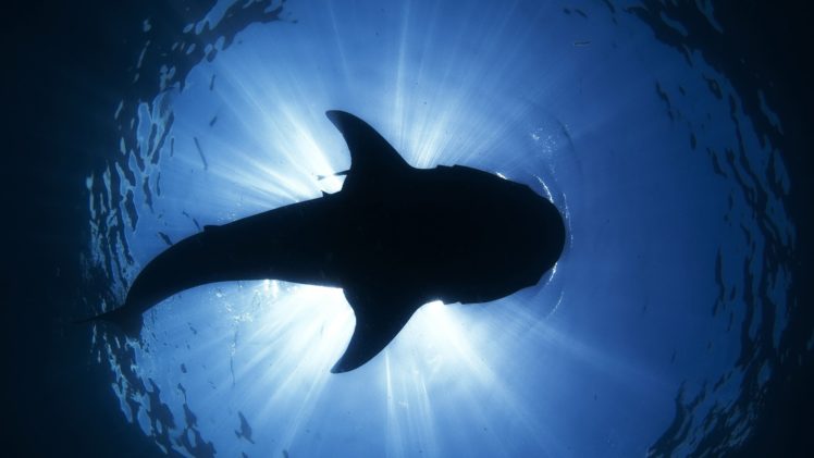 shark, Silhouette, Underwater, Ocean, Sea, Sunlight HD Wallpaper Desktop Background