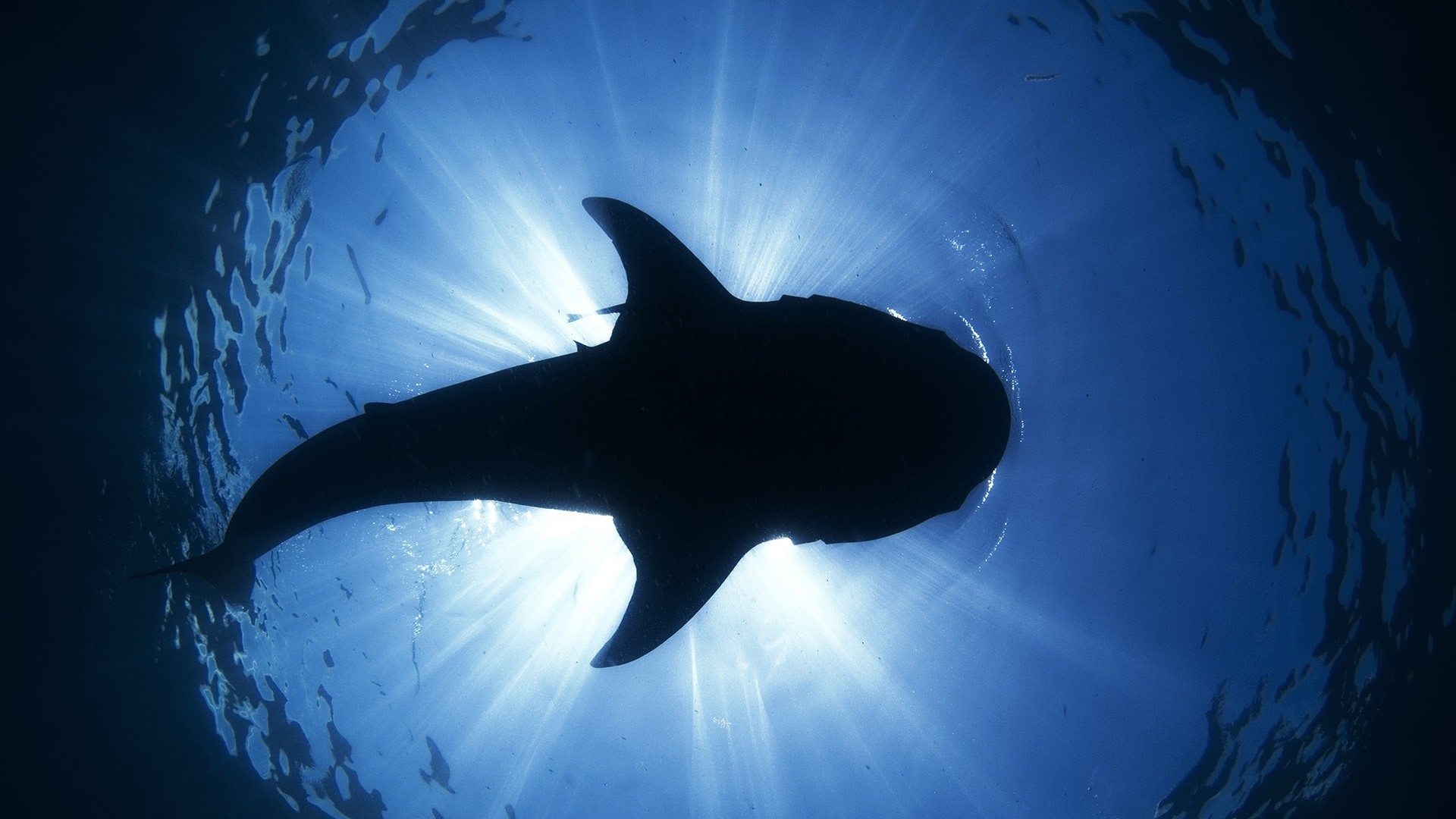 shark, Silhouette, Underwater, Ocean, Sea, Sunlight Wallpaper