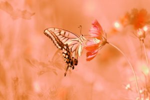 butterfly, Flowers