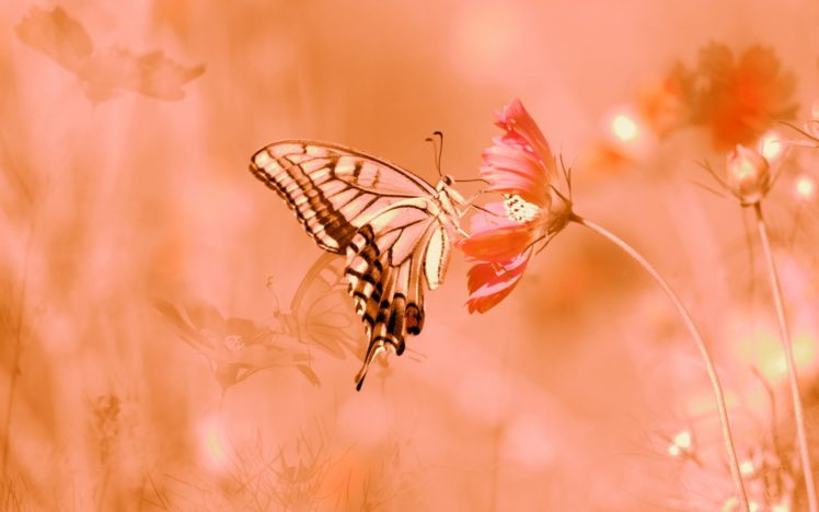 butterfly, Flowers HD Wallpaper Desktop Background