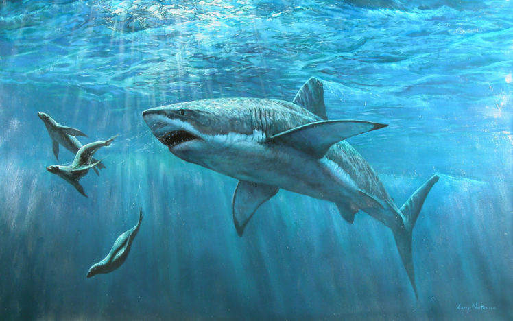 shark, Seal HD Wallpaper Desktop Background