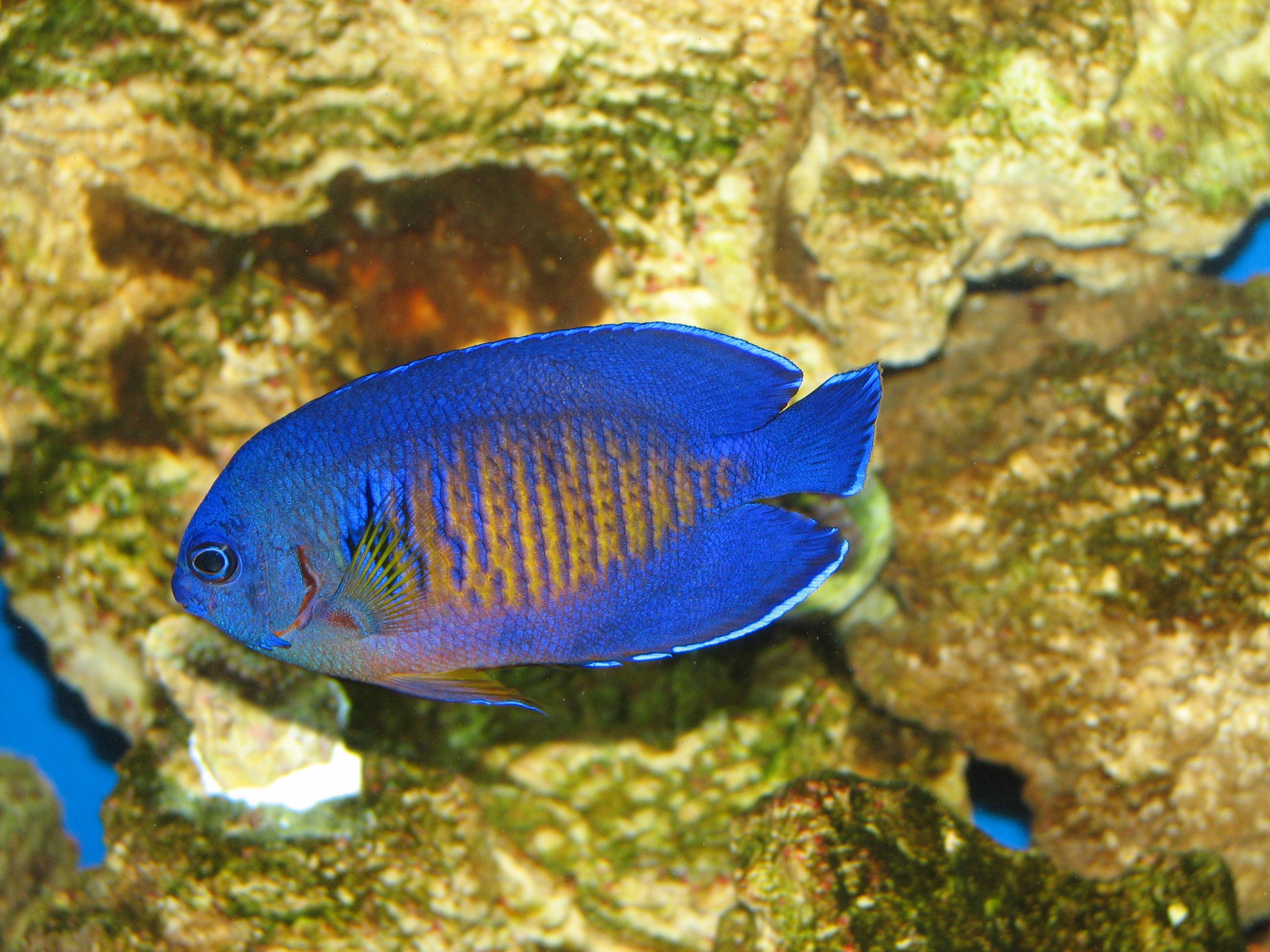 dwarf, Angelfish, Coral, Beauty, Underwater, Ocean, Sea, 3 , Jpg