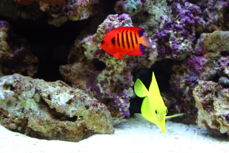 flame, Angelfish, Tropical, Underwater, Ocean, Sea,  3 HD Wallpaper Desktop Background