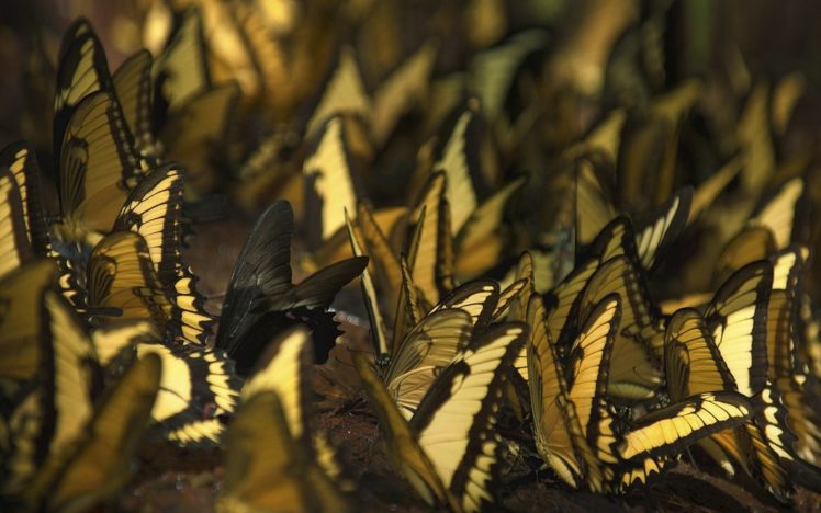 butterflies, Many, Butterfly, Bokeh HD Wallpaper Desktop Background