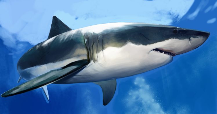 shark HD Wallpaper Desktop Background