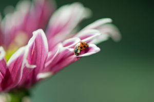 ladybug, Ladybird