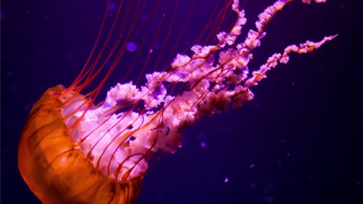 jellyfish, Underwater, Ocean, Sea, Nature, Color, Orange, Pink HD Wallpaper Desktop Background