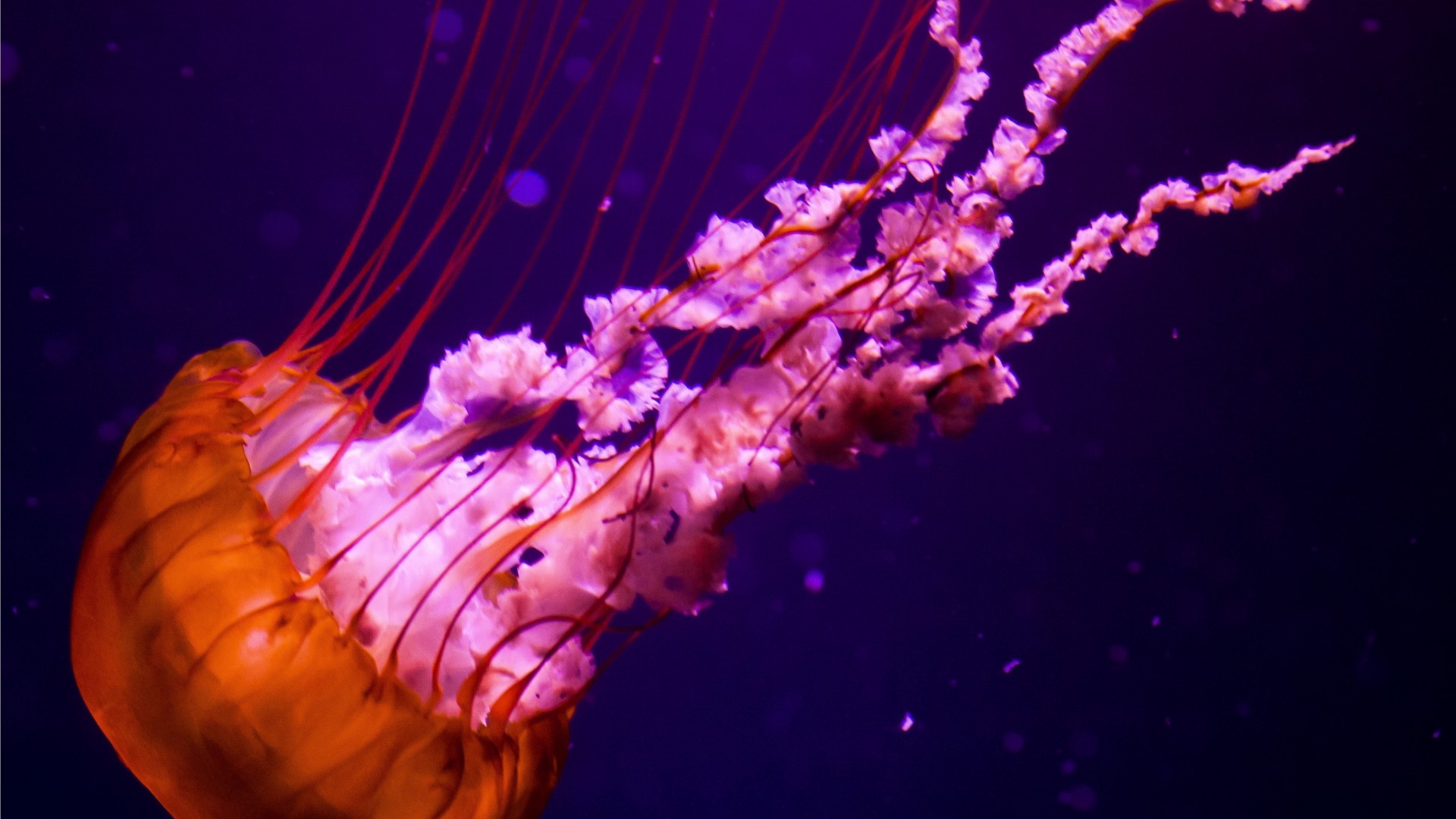 jellyfish, Underwater, Ocean, Sea, Nature, Color, Orange, Pink Wallpaper