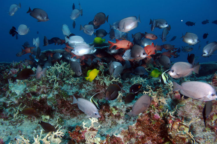 ocean, Sea, Reef, Tropical, Underwater HD Wallpaper Desktop Background