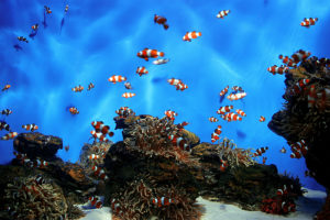 reef, Underwater