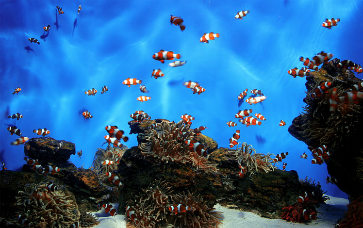 reef, Underwater HD Wallpaper Desktop Background