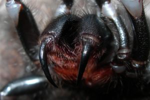 spider, Closeup, Fangs, Scary, Face, Spiders