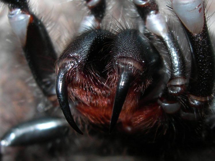 spider, Closeup, Fangs, Scary, Face, Spiders HD Wallpaper Desktop Background