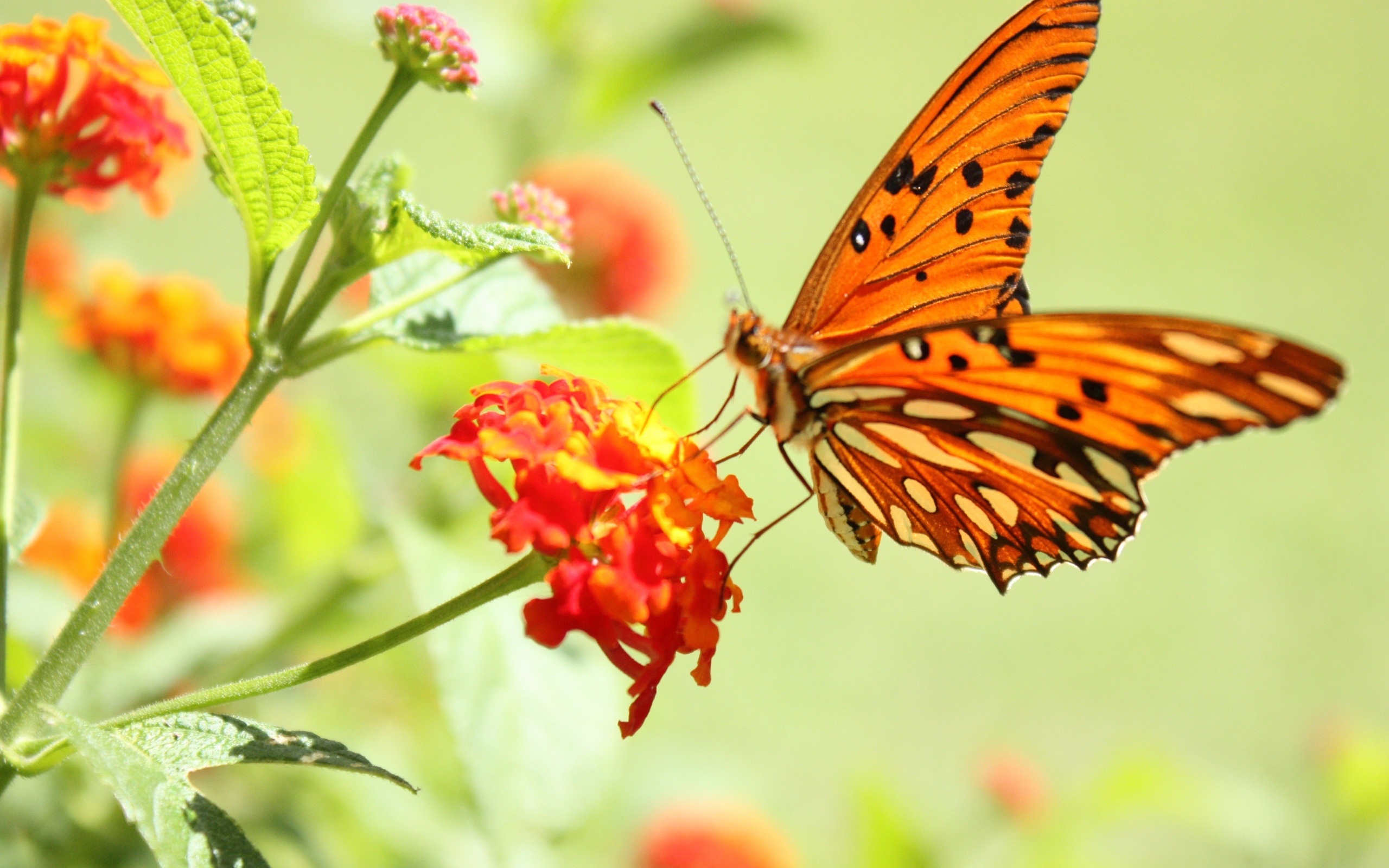 butterfly, And, Flowers Wallpaper