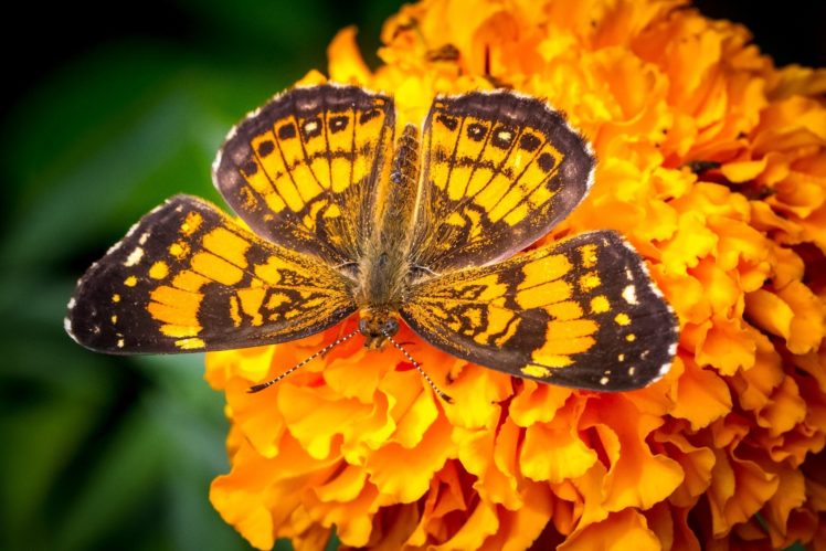 butterfly, Wings, Macro, Flower, Orange, Bright HD Wallpaper Desktop Background